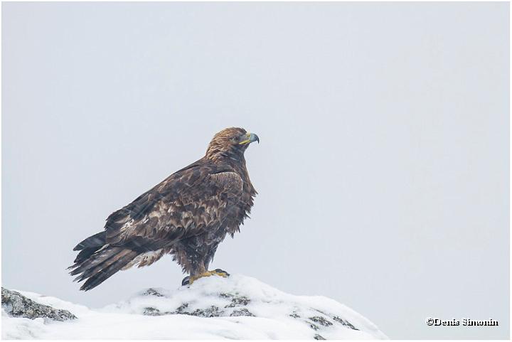 Aigle royal adulte -  Hiver Vercors